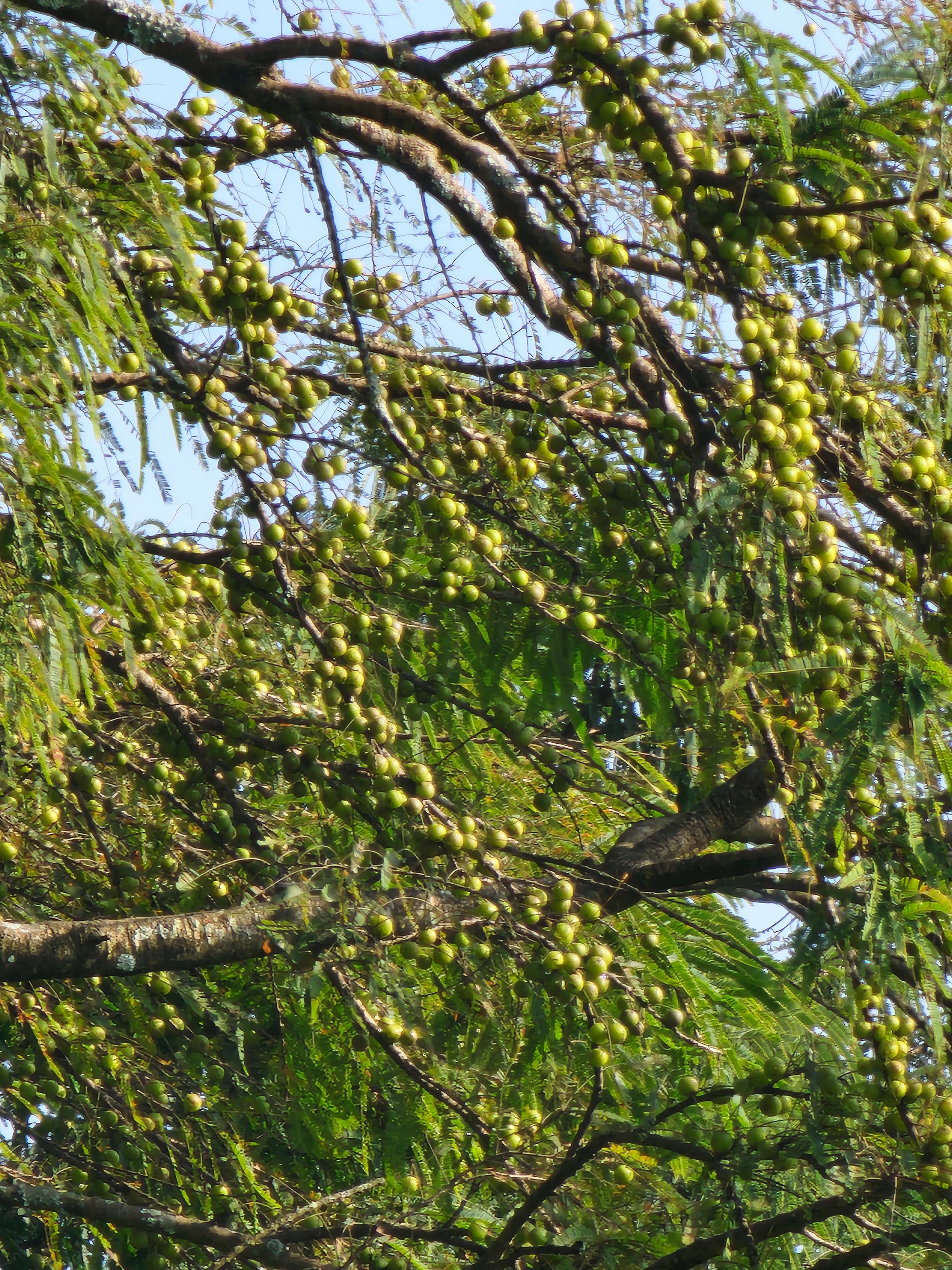 Amala (अमला) gooseberry, amblica