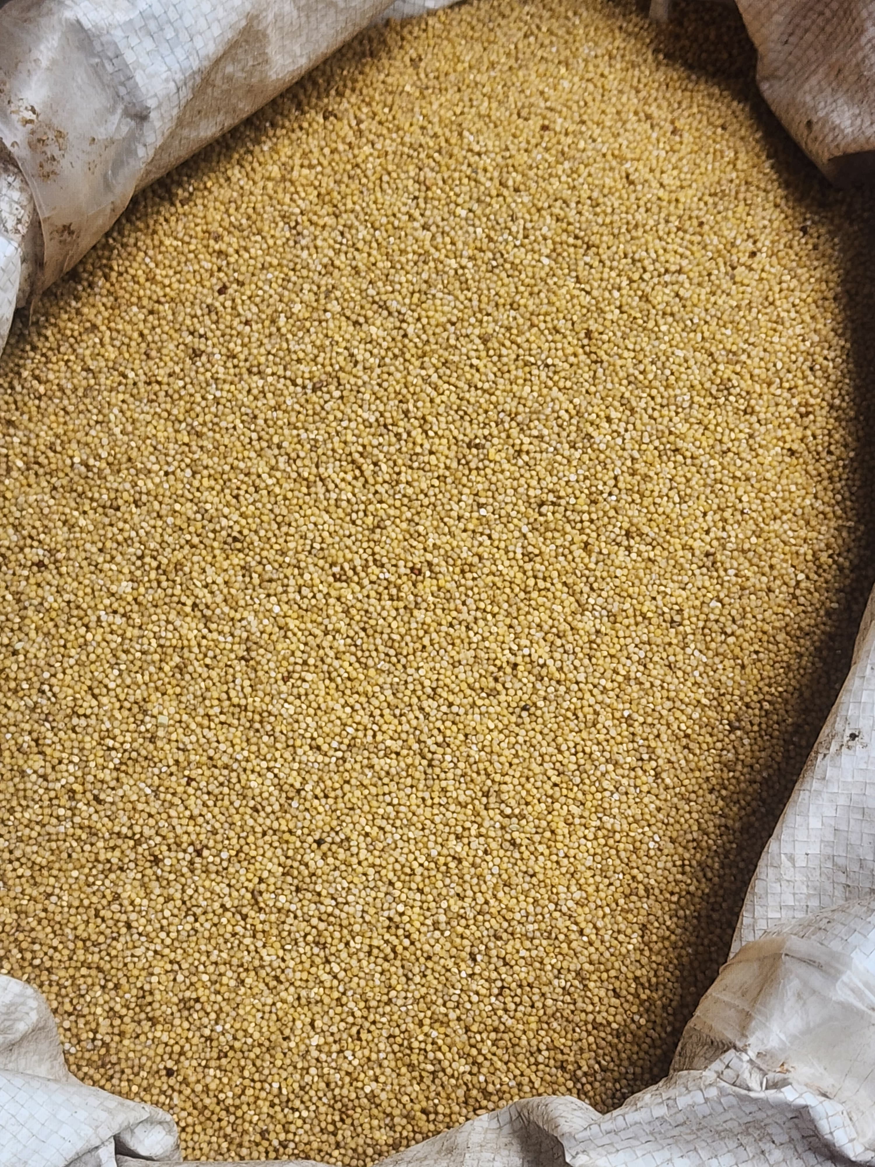 Proso Millet (चिनो)