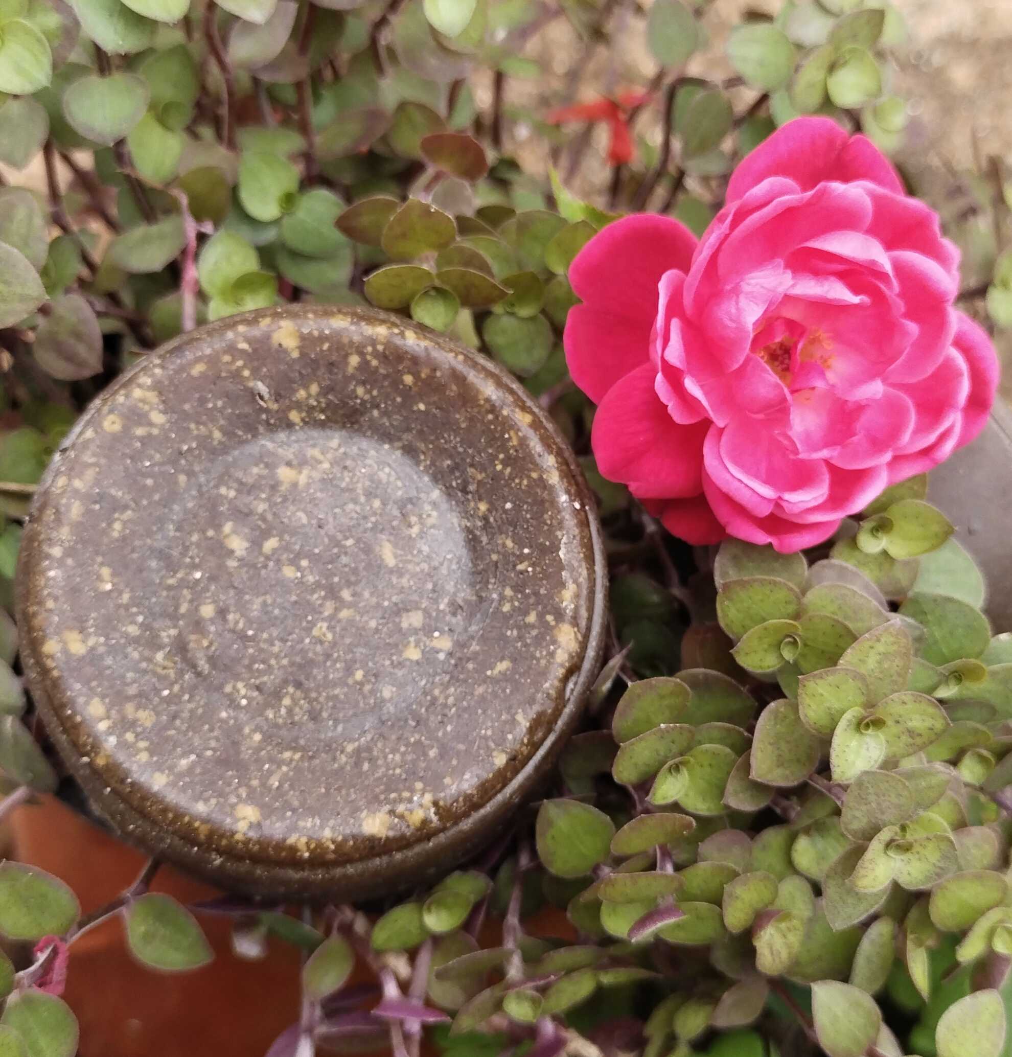 Handmade Herbal Face Soap